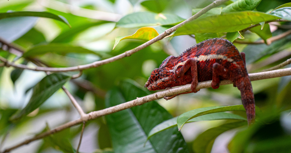 Changer de couleur secondaire : un bouleversement naturel